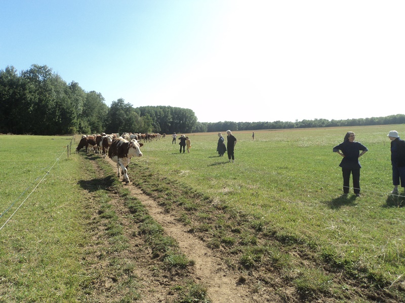 On va voir les vaches !